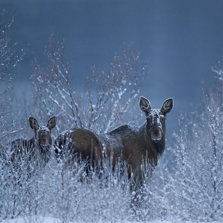 Sorrisniva Arctic Wilderness Lodge ألتا المظهر الخارجي الصورة