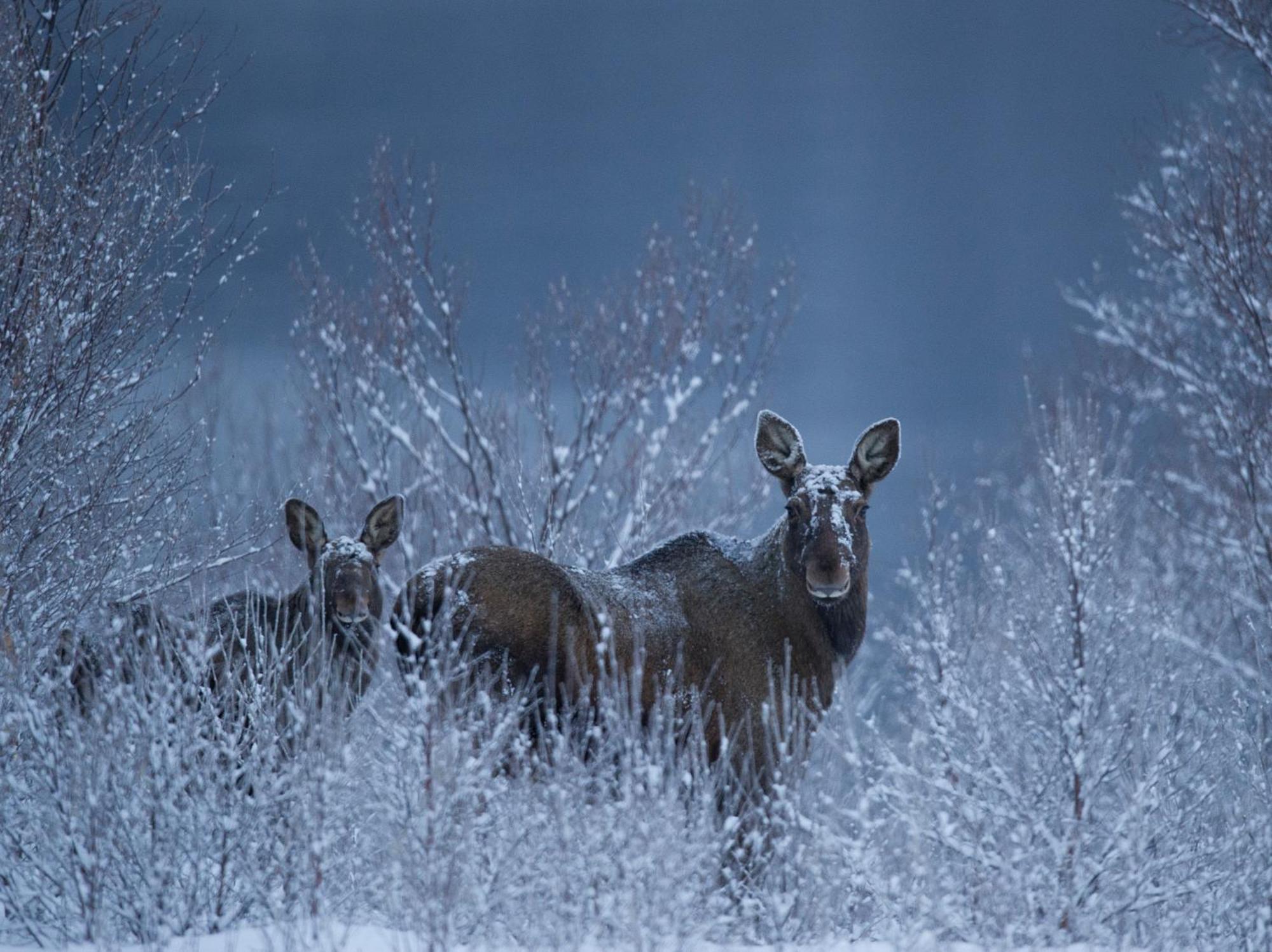 Sorrisniva Arctic Wilderness Lodge ألتا المظهر الخارجي الصورة